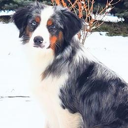 Miniature American Shepherds, Miniature Australian Shepherds, and Toy Australian Shepherds from Panhandle Australian Shepherds