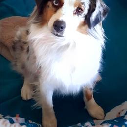 Moxxie - Blue merle female Miniature American Shepherd puppy in Shreveport   Bossier, Louisiana from Jem Miniature American Shepherds