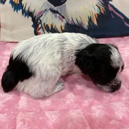 Miniature Schnauzer Puppies from Schnazzy Schnauzers