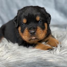 Green Collar - Black and mahogany male Rottweiler puppy in Quinlan, Texas from Wright Way Retrievers