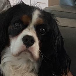 Cavalier King Charles Spaniel puppies from Ayerloom Cavaliers