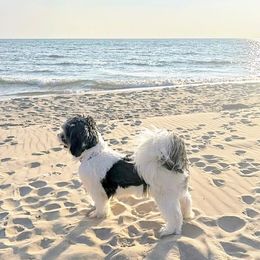 Bodhi - Shichon