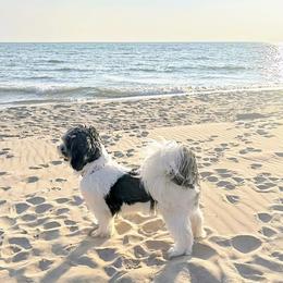 Bodhi - Shichon