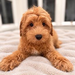 Wake - Red male Aussiedoodle puppy in North Royalton, Ohio from Johnson's Doodles