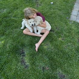 Golden Retriever Puppies from Royal Golden's