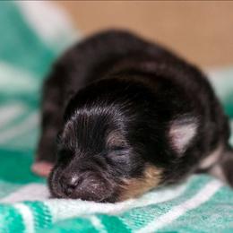 Girl 3 - Black and tan female Pomeranian puppy in Bremen, Indiana from AMS Pomeranians and Pomskies in Indiana