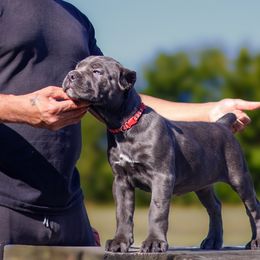 Cane Corso Puppies from Black Knight Cane Corso
