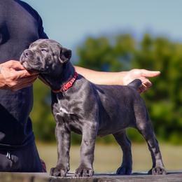 Cane Corso Puppies from Black Knight Cane Corso