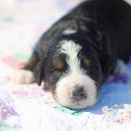 Farley - Tri-color male Bernedoodle puppy in Lowry City, Missouri from Cooper Creek Puppies