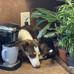 Aspen - Dachshund