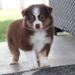 RTF1 - Reba - Red tri female Miniature Australian Shepherd puppy in Goliad, Texas from Sassy Lil Aussies and Diamond W Poodles