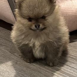 Pomeranian Puppies from Lori’s Precious Poms