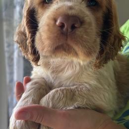 Coconut - Lemon and white male English Springer Spaniel puppy in Kellyton, Alabama from Wildwood