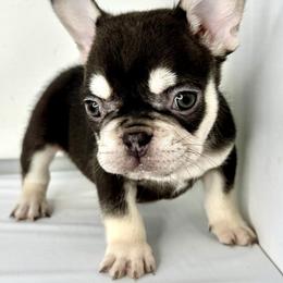 Diego - Black and tan male French Bulldog puppy in Orange, California from French Farms
