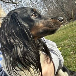 Tinkerbell - Dachshund