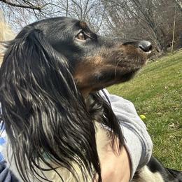 Tinkerbell - Dachshund