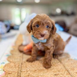 Cypress - Red  male Goldendoodle puppy in Sulphur, Louisiana from Curly Q’s Of Carlyss