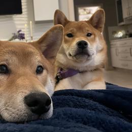 Shiba Inu from Hana Shibas