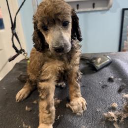 Purple collar - Phantom female Poodle puppy in Maryland from Hernwood Heelers & Poodles