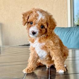 Lucky Jr - Black Collar Boy - Red male Cavapoo puppy in Highland, Utah from Angel Pups Deluxe