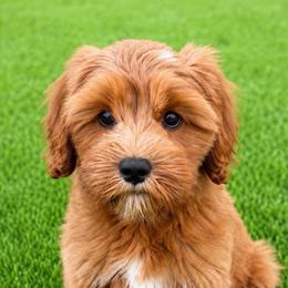 Scarlett Skies - Red female Cavapoo puppy in Bountiful, Utah from PJs Puppy Love