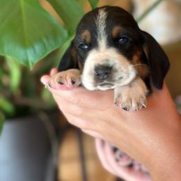 Boy 2 - Black brown and white male Basset Hound puppy in Lindley, New York from Hill Top Basset Hounds & Cane Corso
