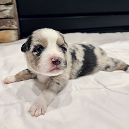 Miniature Australian Shepherd Puppies from Bishop Aussies