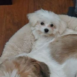 Cavapoos, Maltipoos, and Shihpoos from Cuddable Pups