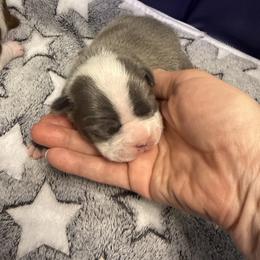 Brook - Blue male Boston Terrier puppy in Monroe, Washington from Nordkyn Boston Terriers