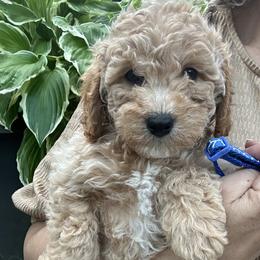 Huckleberry-Blue Boy - male Cavapoochon puppy in Clementon, New Jersey from PitterPatterPuppiesNJ