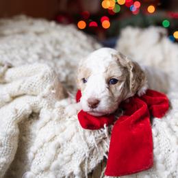 Aussiedoodle and Australian Mountain Doodle Puppies from Farmstead Doodles