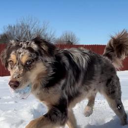 Paris - Miniature Australian Shepherd