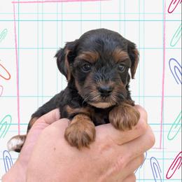 Monday - Black and tan male Yorkipoo puppy in Coshocton, Ohio from Forever Family Puppies