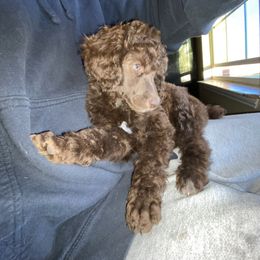 Poodle Puppies from Parapoodles