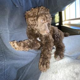 Poodle Puppies from Parapoodles