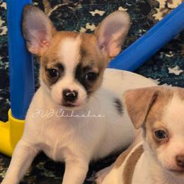Candice - Chocolate brindled fawn female Chihuahua puppy in El Paso, Texas from JVJ Chihuahua