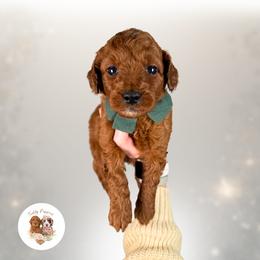 Asher - Red  male Goldendoodle puppy in Canton, Georgia from Teddy Puppies