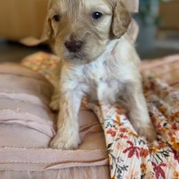 Lemmon - Apricot female Goldendoodle puppy in Gilbert, Arizona from Sunny Doodles