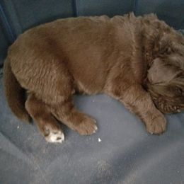 Newfoundland Puppies from Country Magik