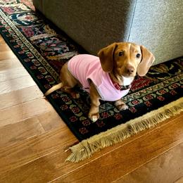 Dachshund Puppies from Carter's Kennels