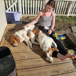 Basset Hound All Grown Up from Hazard Hound Kennels
