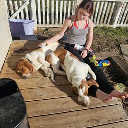 Basset Hound All Grown Up from Hazard Hound Kennels