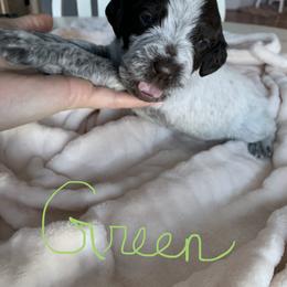 Wirehaired Pointing Griffon Puppies from Happy Hollow Griffons