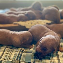 Boy 3 - Dark golden male Golden Retriever puppy in Buffalo, Missouri from Thrasher Family Puppies