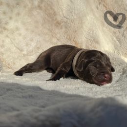 Grey Collar Male - Chocolate male Labrador Retriever puppy in Kissimmee, Florida from SunState Labs