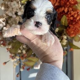 Winnie🐻 - Tri-color female Cavapoo puppy in Granbury, Texas from Triple Cross Doodles