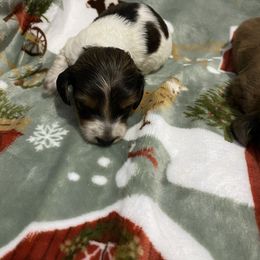 Snoopy - Piebald male Dachshund puppy in Magnolia, Texas from Carrie’s Countryside Dachshunds