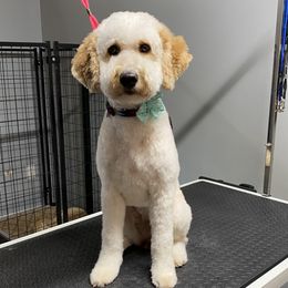 Magnolia - Goldendoodle