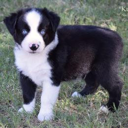 Kubota - Black & white male Miniature Australian Shepherd puppy in Evant, Texas from Lazy VT Bar Ranch