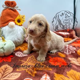 Impreza - Cream male Dachshund puppy in Prairieville, Louisiana from Southern Barron Danes & Dachshunds